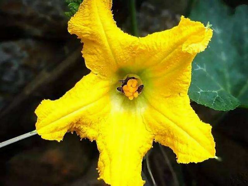 來騰沖做一個(gè)吃花客