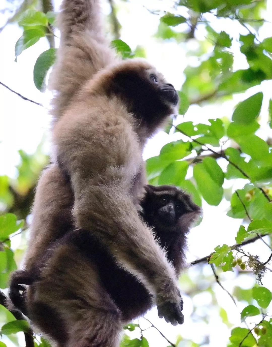 騰沖親子游學/研學旅行