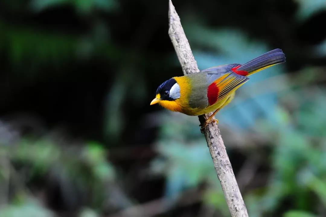 騰沖親子游學/研學旅行