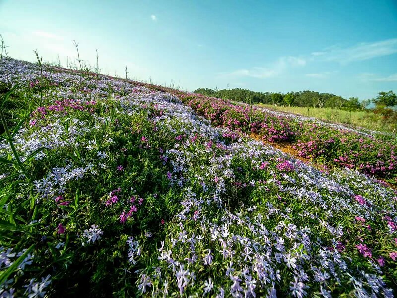 騰沖最新戶外體驗式拓展活動 親子拓展場地推薦--棲花嶺
