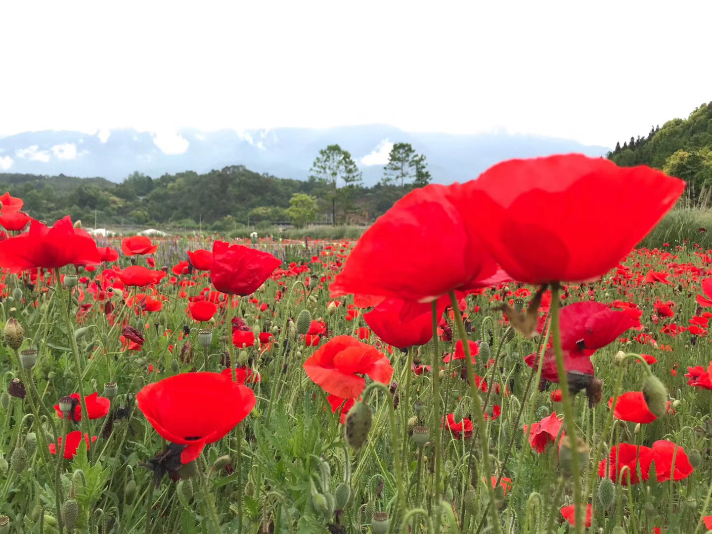 騰沖會議搭建公司
