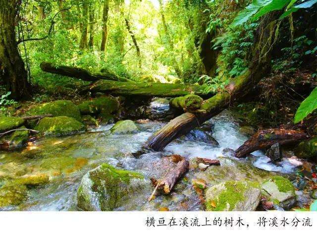 騰沖高黎貢山戶外徒步路線一日游推薦：林家鋪至五道溪，一路上都有溪流相伴的秘境徒步