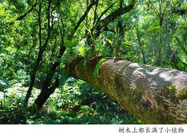 騰沖高黎貢山徒步之五道溪徒步