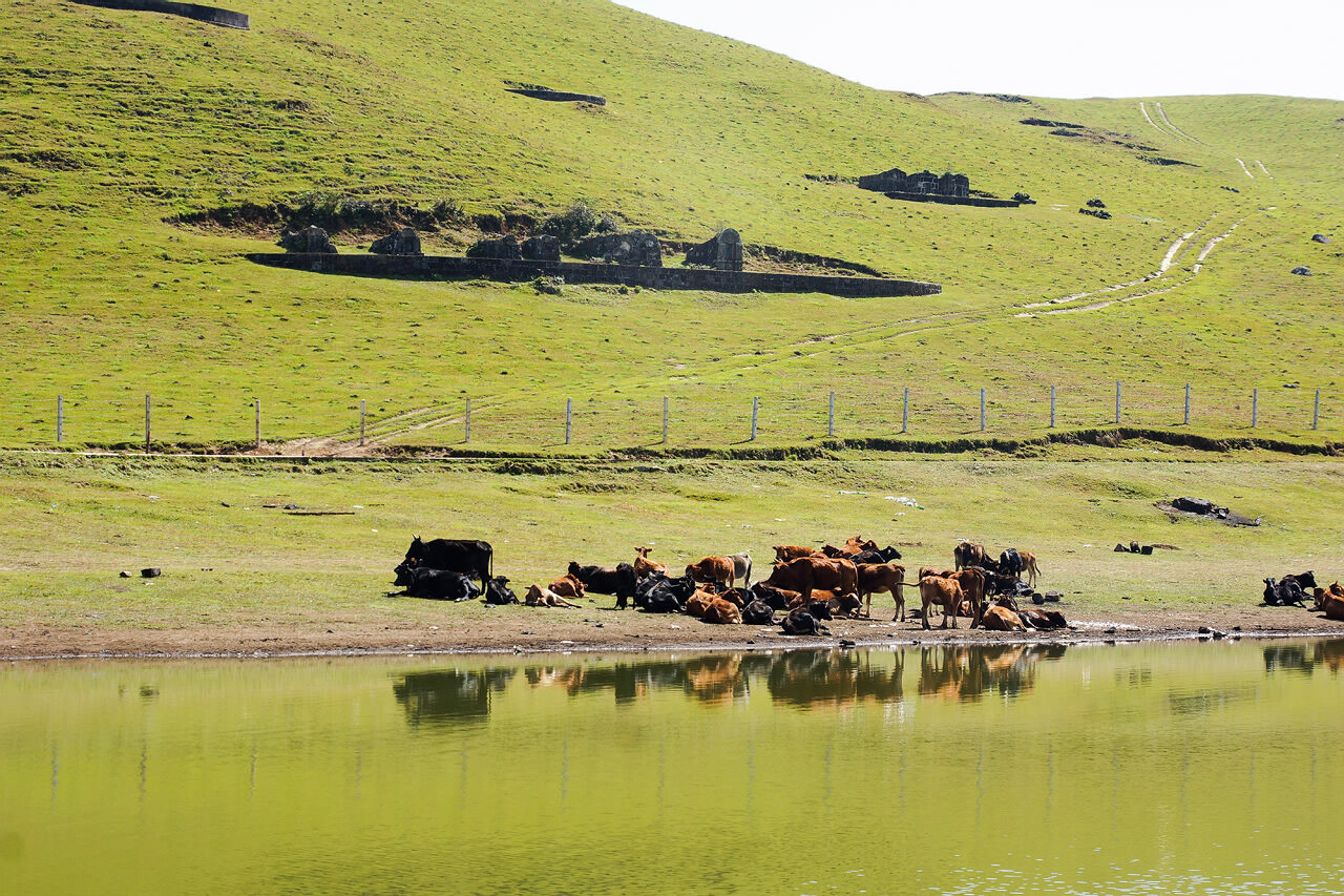 騰沖東山高原草甸牧場