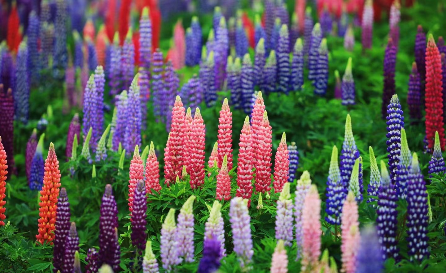 騰沖歸云莊戶外拓展基地