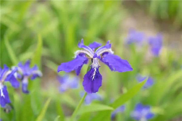 騰沖旅游 騰沖旅游
