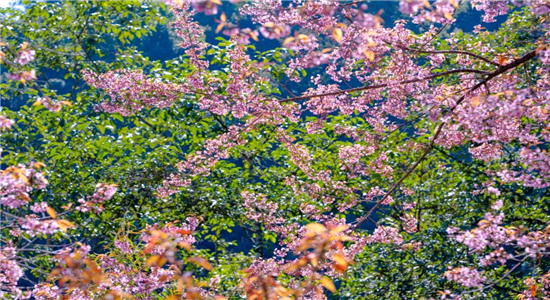 騰沖旅游景點推薦：【國家AAA級景區(qū)】騰沖櫻花谷景區(qū)