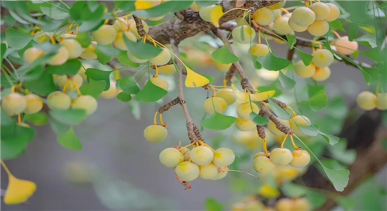 騰沖旅游 騰沖旅游