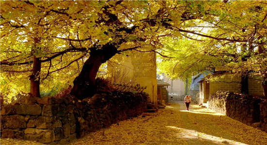 秋來最美是騰沖，騰沖秋日美景推薦--和順古鎮(zhèn)、銀杏村