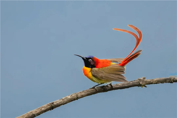 騰沖主題戶外團建拓展項目推薦，趣味性游戲拓展項目推薦：《憤怒的小鳥》操作流程