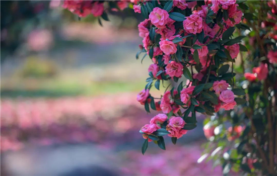 騰沖旅游 騰沖旅游