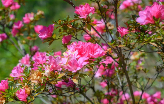 騰沖景點：冬日騰沖，方圓十里有花香，一起來賞花吧