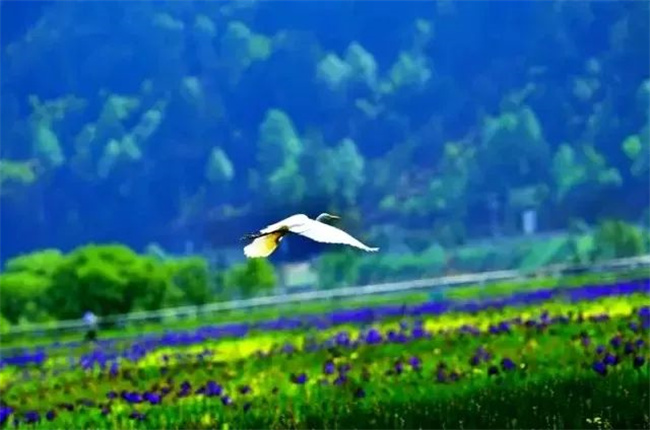 騰沖傳媒公司推薦：騰沖北海濕地，漂浮于水面上的神奇草原！