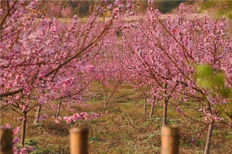 云南保山一日游線路推薦：【保山人游保山】一日游經(jīng)典線路（一）