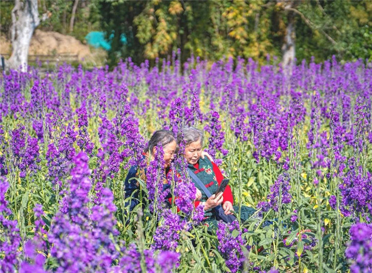 騰沖周邊游景點(diǎn)推薦：來勐赫小鎮(zhèn)，給孩子田園花海中的童年，暢享詩一般的浪漫生活 