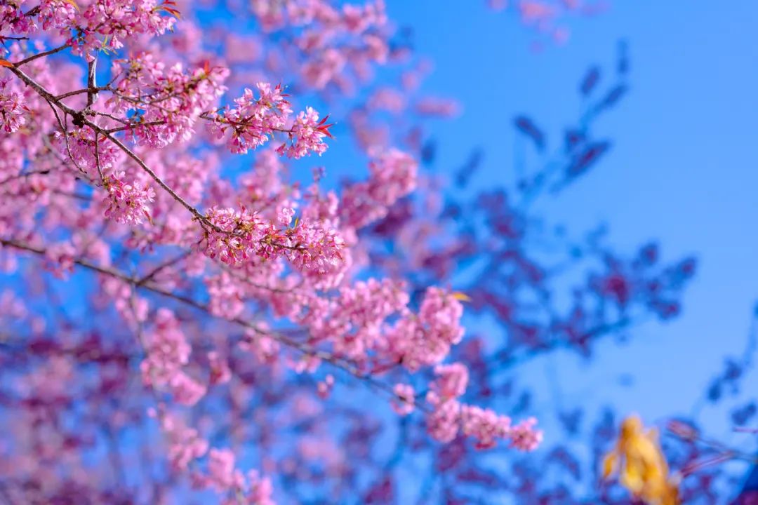 騰沖旅游：騰沖戶(hù)外拓展地櫻花谷的櫻花開(kāi)啦！騰沖旅行社喊你一起徒步泡溫泉