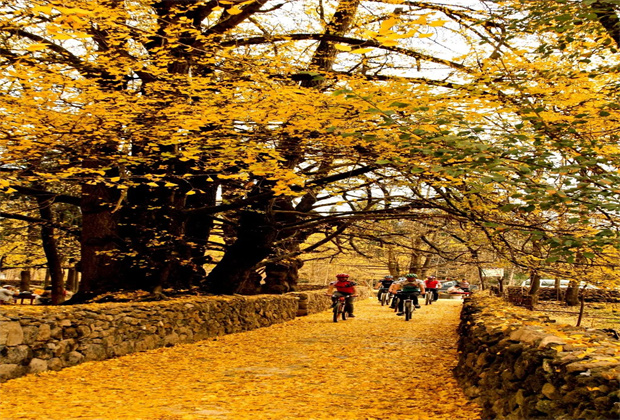 云南騰沖固東銀杏村