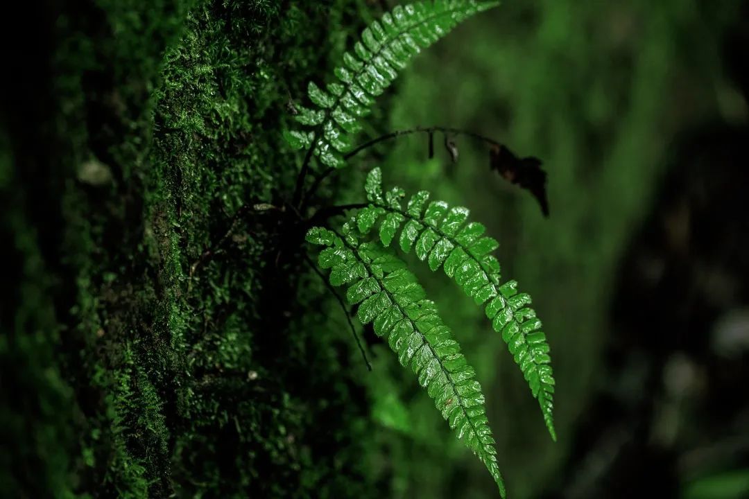 高黎貢山 高黎貢山