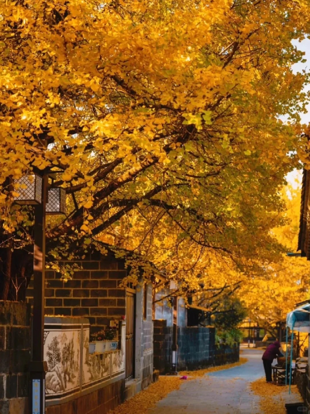 云南騰沖公司團建，騰沖旅游，秋天云南，騰沖芒市團建:11月騰沖一地3日游，銀杏村賞秋