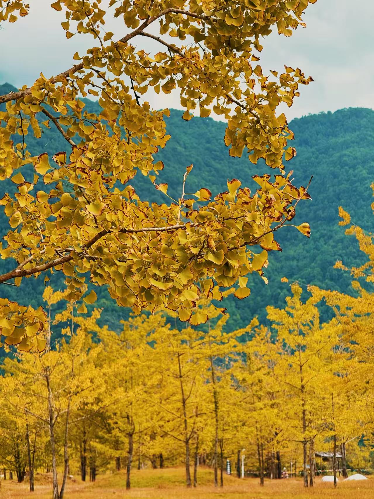 云南旅游,云南旅行社,云南團建公司,云南策劃公司,云南會議會展,騰沖旅游,騰沖旅行社,騰沖團建公司,騰沖策劃公司,騰沖會議會展：騰沖銀杏村1日暴走終極攻略：金色童話+非遺體驗全收錄